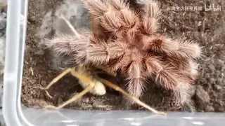 camel spider vs tarantula / aranha camelo vs Tarântula