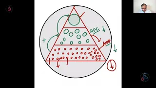 Follicular recruitment and the relationship between AFC and AMH- the Gudi triangle