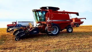 Combining yellow field peas!