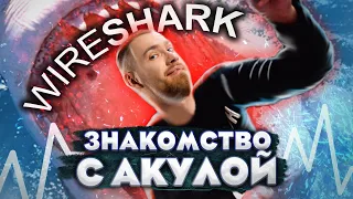 Как пользоваться Wireshark? Анализ трафика и расшифровка пакетов