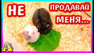 Продали хомячонка Ореши? / Куда деть хомячат? / хомяк кемпбелла /  Alisa Easy Pets