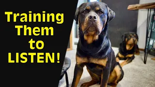 How to Get Your Rottweiler To Listen!