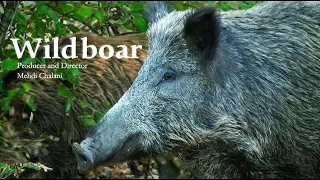 Wildlife of Iran: Wild boar / حیات وحش ایران: گرازهای وحشی