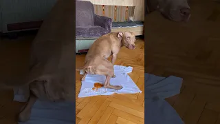 Она не могла больше терпеть 💩 #shorts #питбульджина #funnydogs #cutedogs