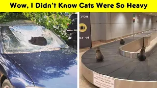 People Are Laughing At These  Cats Chilling In Places They Shouldn’t Be