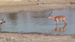 Impala Gets Stuck In Sticky Situation