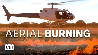Traditional and aerial burning used to protect Sandalwood from bushfires | Landline | ABC Australia