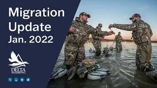 Delta Waterfowl Migration Update | January 2022