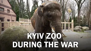 How does the Kyiv zoo live under conditions of war?