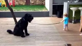 Little Girl walks her Dog (black russian terrier)