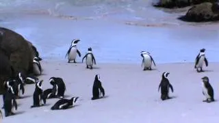 Cape Town, Boulders Beach penguin colony