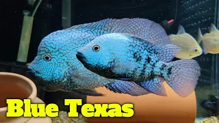 Blue Texas Cichlid Update - Sept. 2021