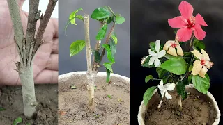 Amazing Grafting technique to get multiple color hibiscuses plant#Shorts
