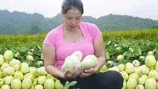 Life on the farm: Harvesting melons to sell at the market, Life of a rural girl