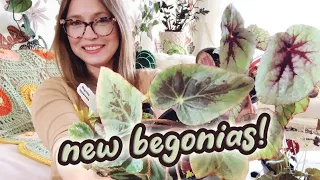 5 New Begonias | Steve’s Leaves Begonia Unboxing | New Plants Added To My Collection