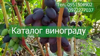 Каталог винограду на осінь 2023р.