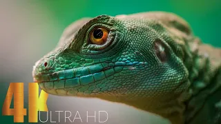 Ultimate Wildlife Animals Collection In 4K ULTRA HD /8K TV 🌍 || (2021) 60 fps cinematic video