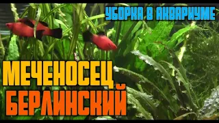 Подмена воды в аквариуме | Меченосец берлинский | Аквариум для начинающих