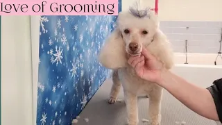 Grooming a Miniature Poodle