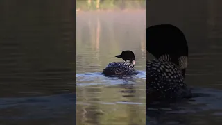 Only male loons can make this noise (hold your ears)