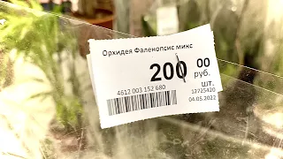 орхидеи НОВЫЕ уценки по 200 рублей СОЧНЫЕ листья и корни орхидей