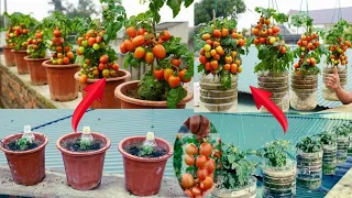 Unbelievable Tomatoes Growing Tips With Plastic Bottles.[adorable garden ideas for home]