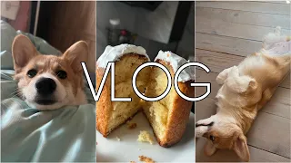 VLOG | Печем куличи 🍰 мини-влог ☺️прогулка с собакой 🐕