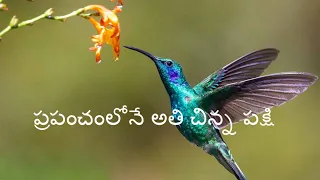 smallest bird in the world | Bee hummingbird