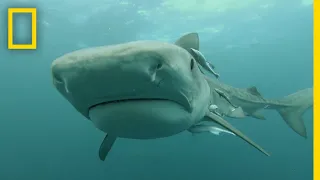 Predatory Shark Attacks | When Sharks Attack