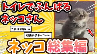 【2ch動物スレ総集編】一生懸命トイレで踏ん張る子猫 → 反応が可愛すぎるwww / ネッコ300選！