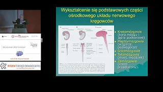 „Jak powstaje układ nerwowy?”