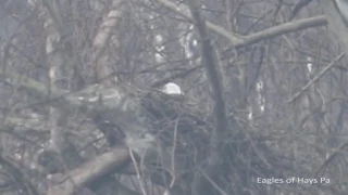 Pittsburgh Hays bald eagles at new 2017 nest