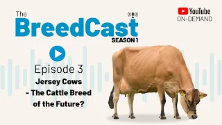 The BreedCast: S1 Episode 3 - Jersey cows - breed of the future?