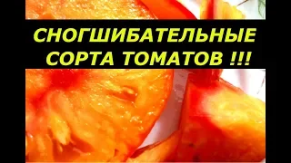 СНОГСШИБАТЕЛЬНЫЕ СОРТА ТОМАТОВ , ПРОВЕРЕНО НА СЕБЕ/ ОБЗОР ТОМАТОВ КАДЗАСОВОЙ И ДР. ДЛЯ НОВОГО СЕЗОНА