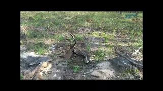 Wieniec jelenia, martwy jeleń | Poroże byka, zrzuty | Deer antlser, dead deer | Рога оленя