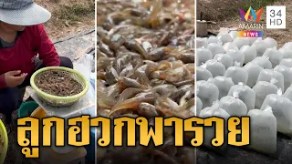 ลูกฮวกแช่แข็ง โกยเงินปีละ 20 ล้าน | ข่าวอรุณอมรินทร์ | 22/4/67