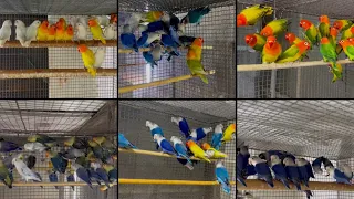 LoveBird For Sale. #opaline #euwing #ino  #violet #lutino #perblue #euwing #lovebird