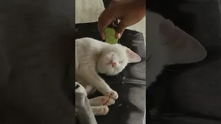 Funny Cat Lime Prank | Cats sleeping prank on lemon | Cats reaction to the lime taste | #shorts