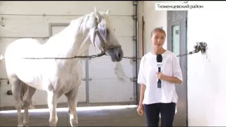 Алтайский конный завод - один из лидеров России по разведению орловской породы лошадей