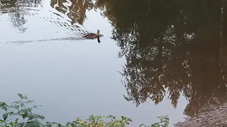 Ржевский лесопарк: Утки, заболоченная река Лапка в районе железнодорожного моста.