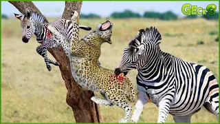 30 Moments Mother Zebra Take Down Leopard, Lion, Hyena To Save Baby Zebra | Animal Fights