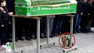 The dog came to the funeral. Everyone was surprised what happened next!