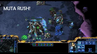 "Muta Rush?" - PvZ Starcraft 2 Ladder D3