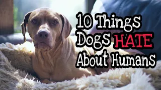 10 Things People do that Dogs Hate
