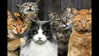 😺 Cat gang! 🐈 Funny video with cats and kittens for a good mood! 😸