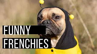 Playing Frenchies Compilation #4 - Cutest and Funniest French Bulldogs on TikTok 🥰