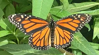 Monarch Butterfly Life Cycle