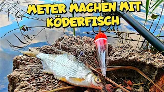 Raubfischangeln mit Köderfisch im Oktober 2022 auf Hecht, Barsch und Co