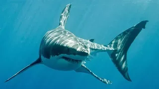 University of Western Australia - Shark Shield Technology