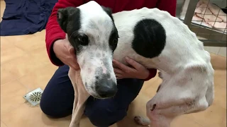 Hilfe für Galgos in Not bei der Fundación Benjamín Mehnert (FBM)